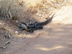 Image of Sand Monitor