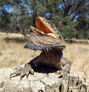 Image of Bearded Dragon