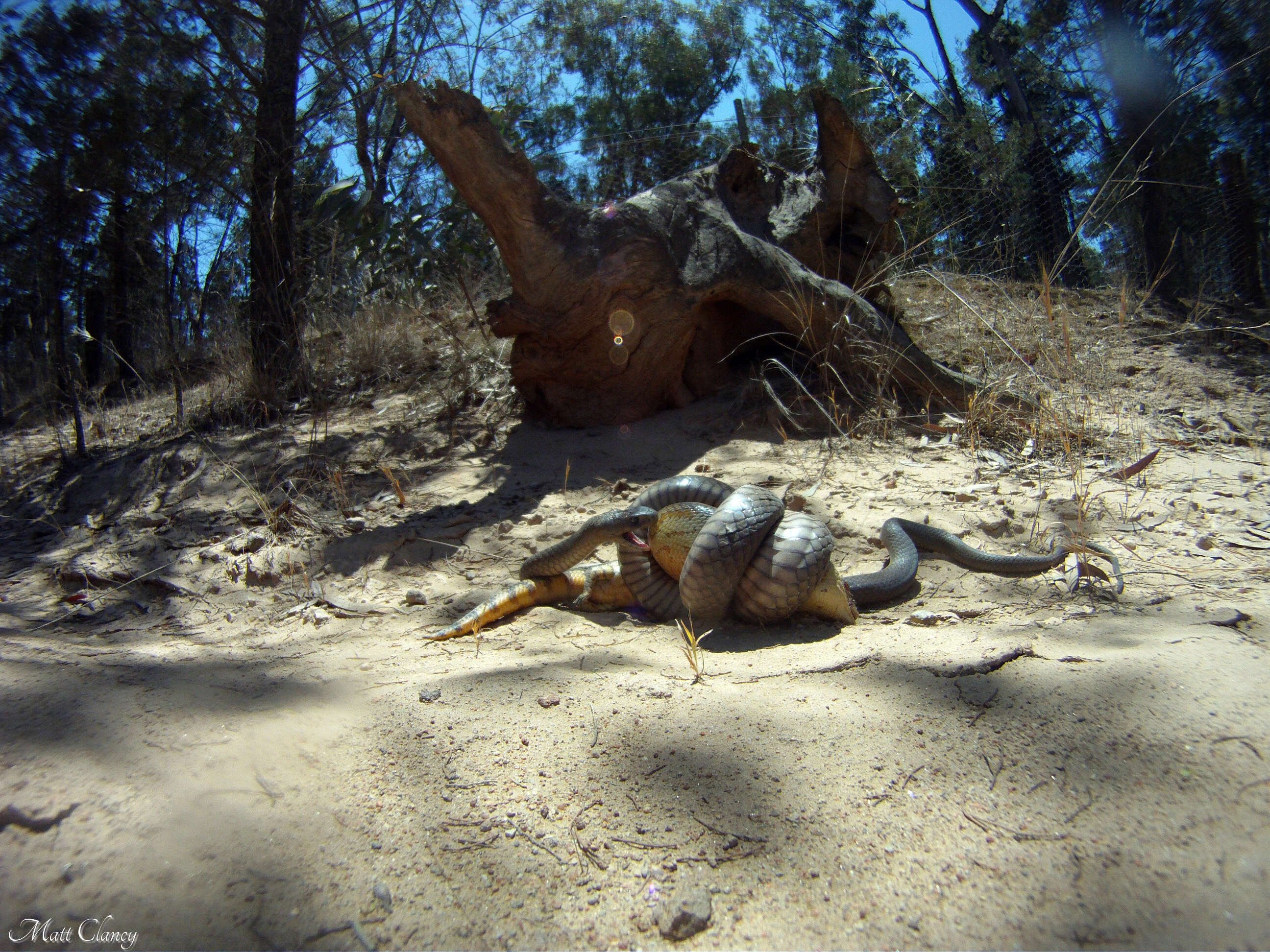 Image of Eastern brown snake