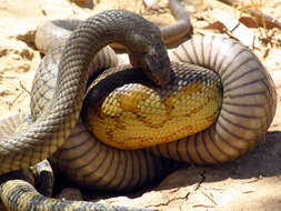 Image of Eastern brown snake