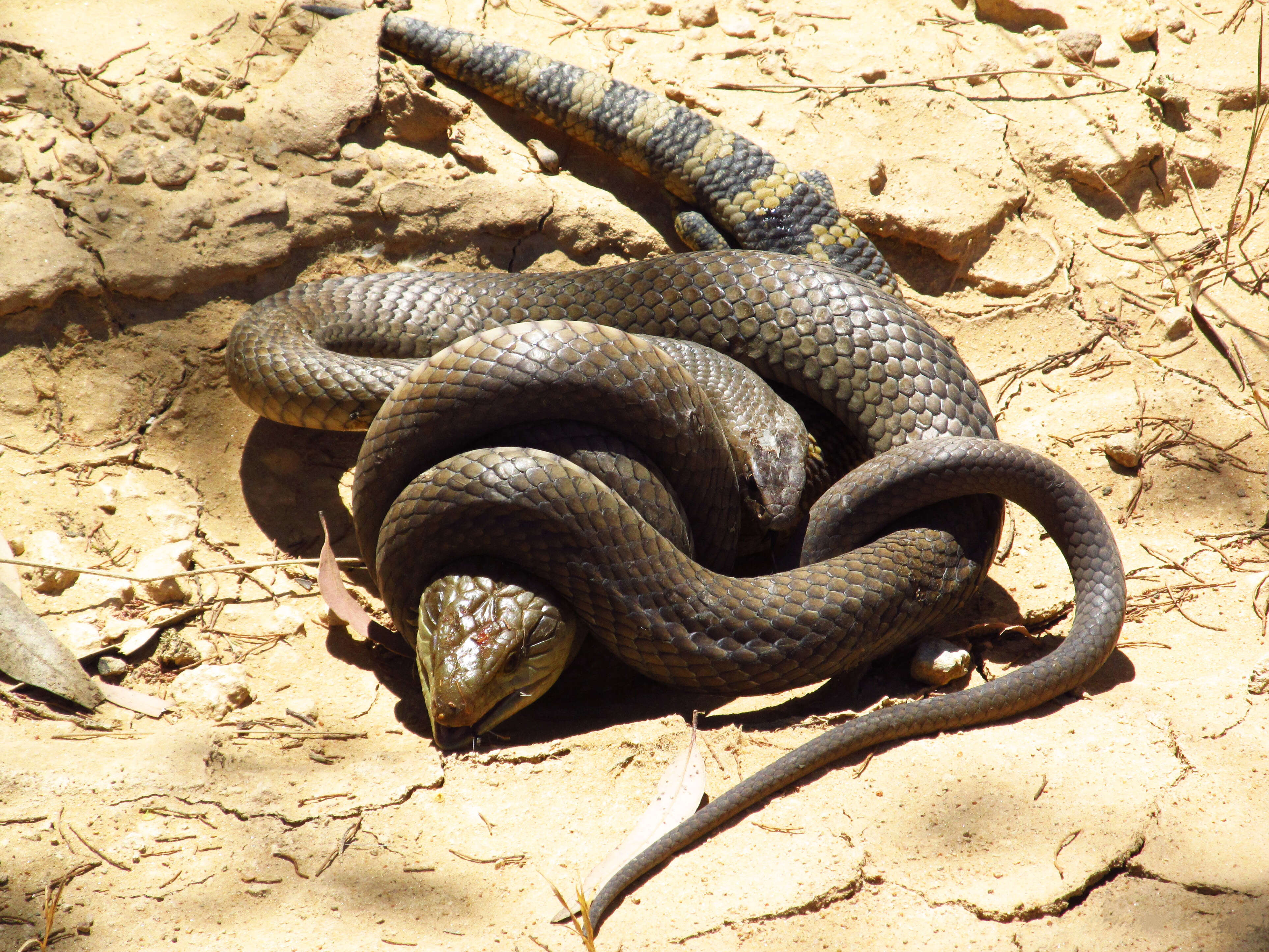 Image of Eastern brown snake