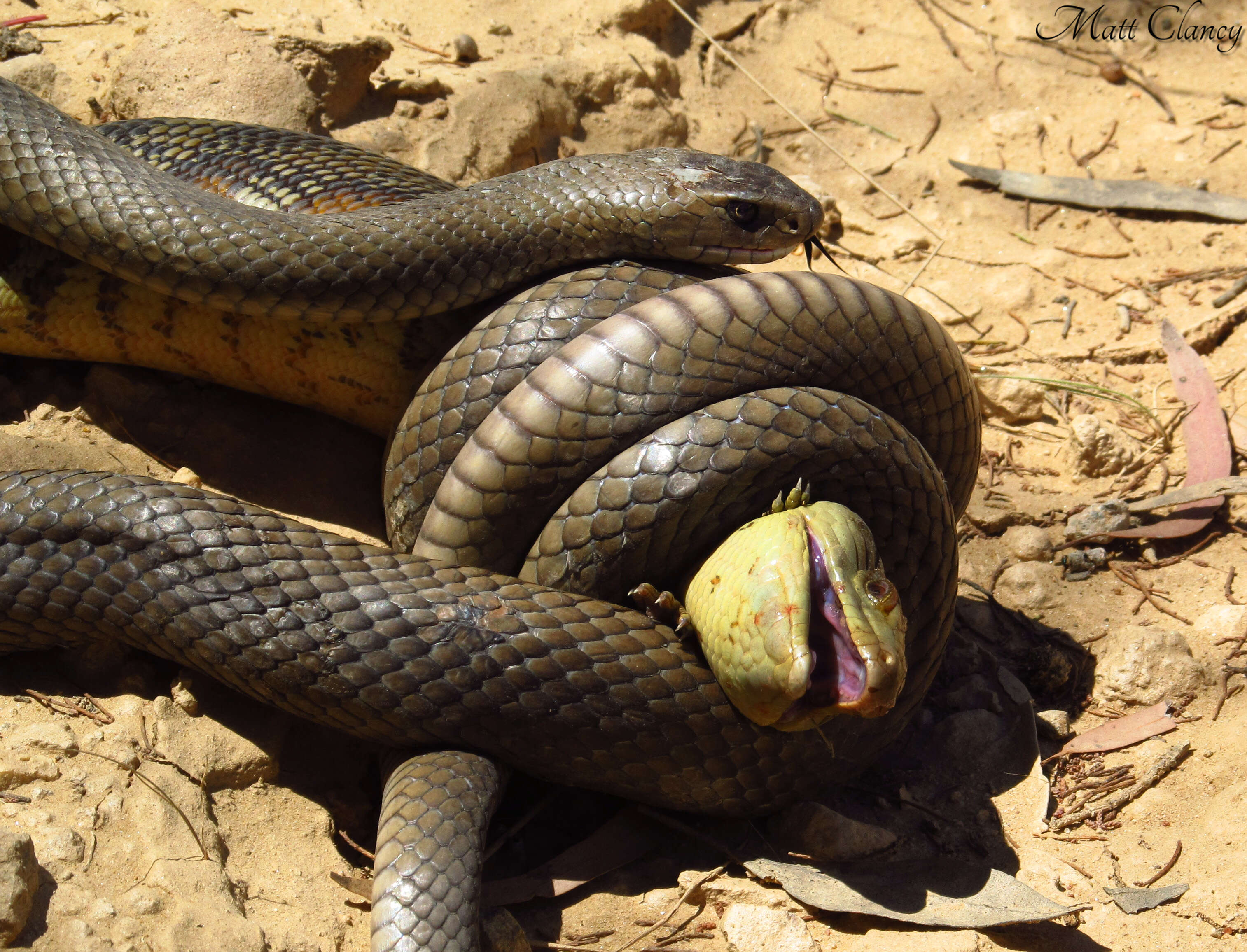 Image of Eastern brown snake