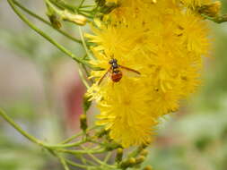 Chrysotoxum triarcuatum Macquart 1839 resmi