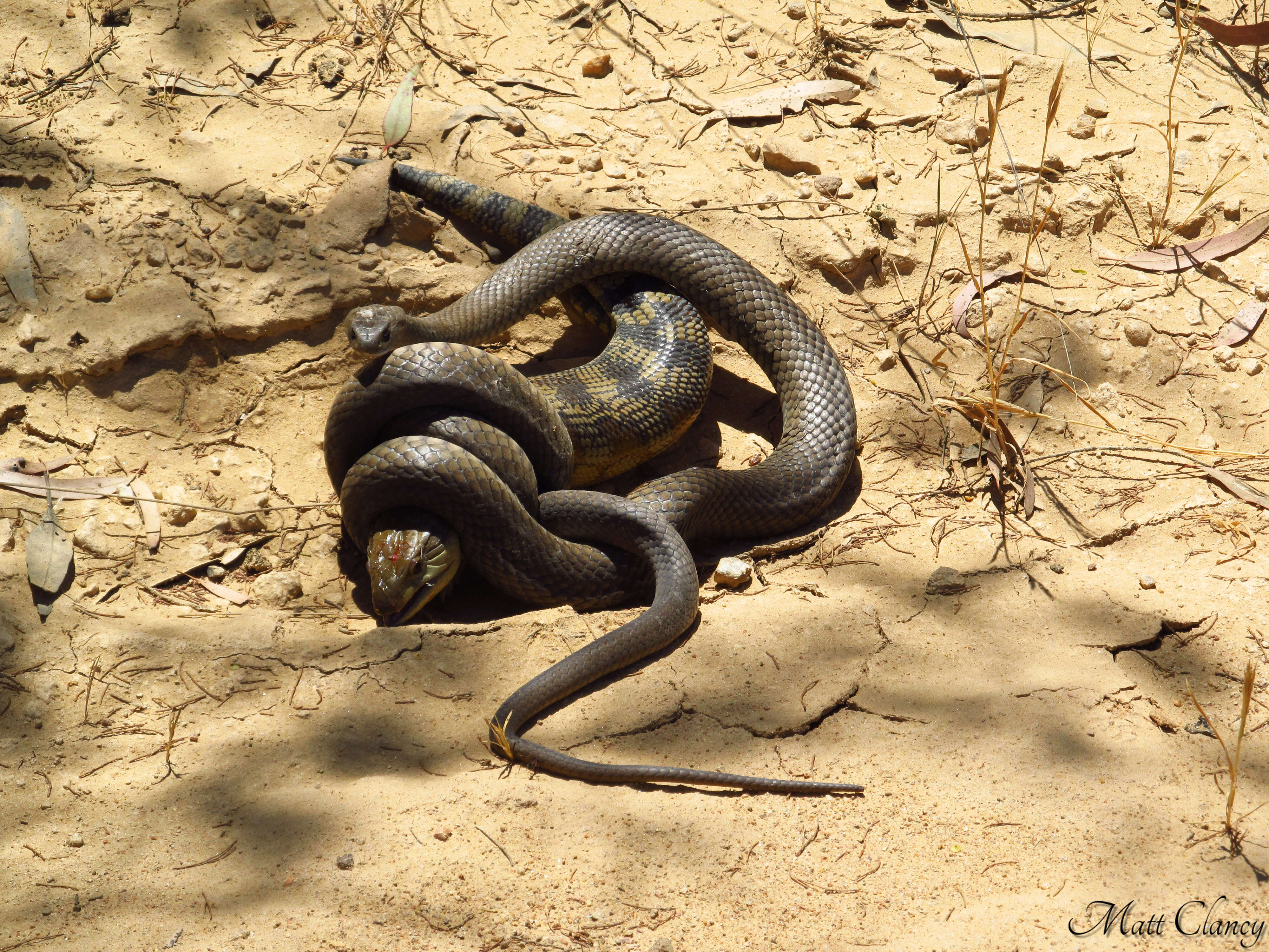 Image of Eastern brown snake