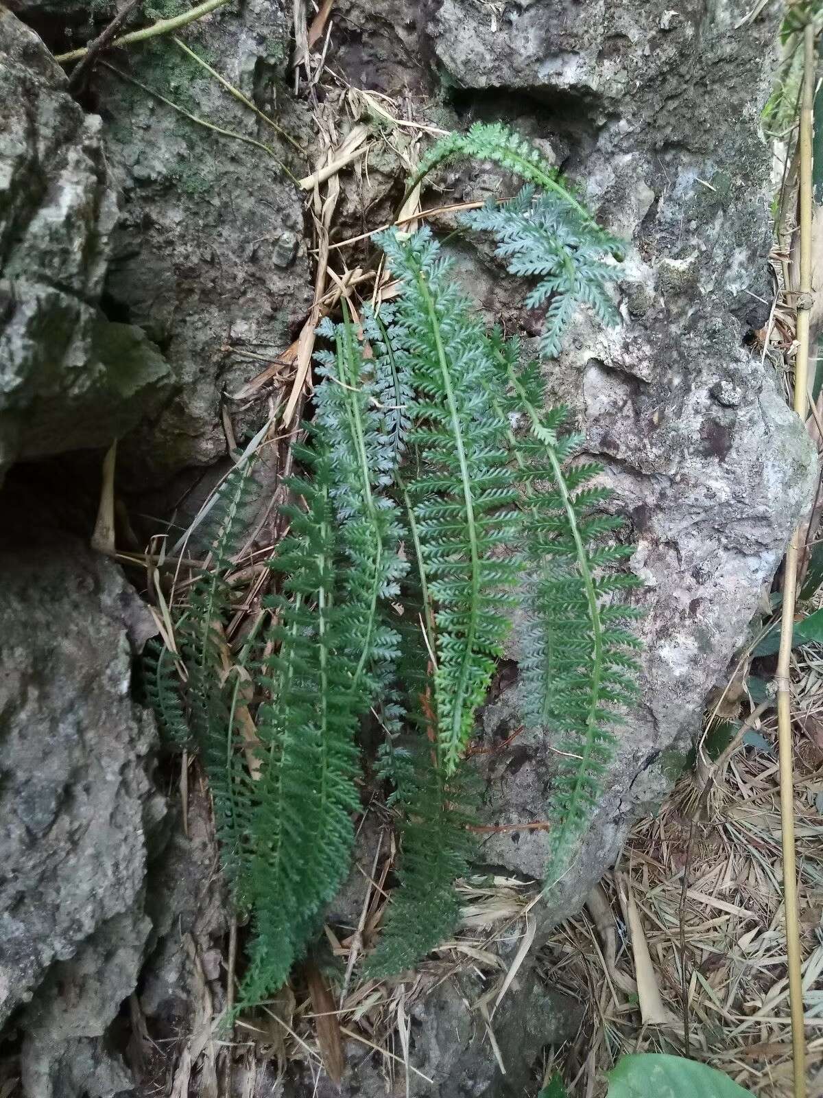 Sivun Asplenium sampsonii Hance kuva