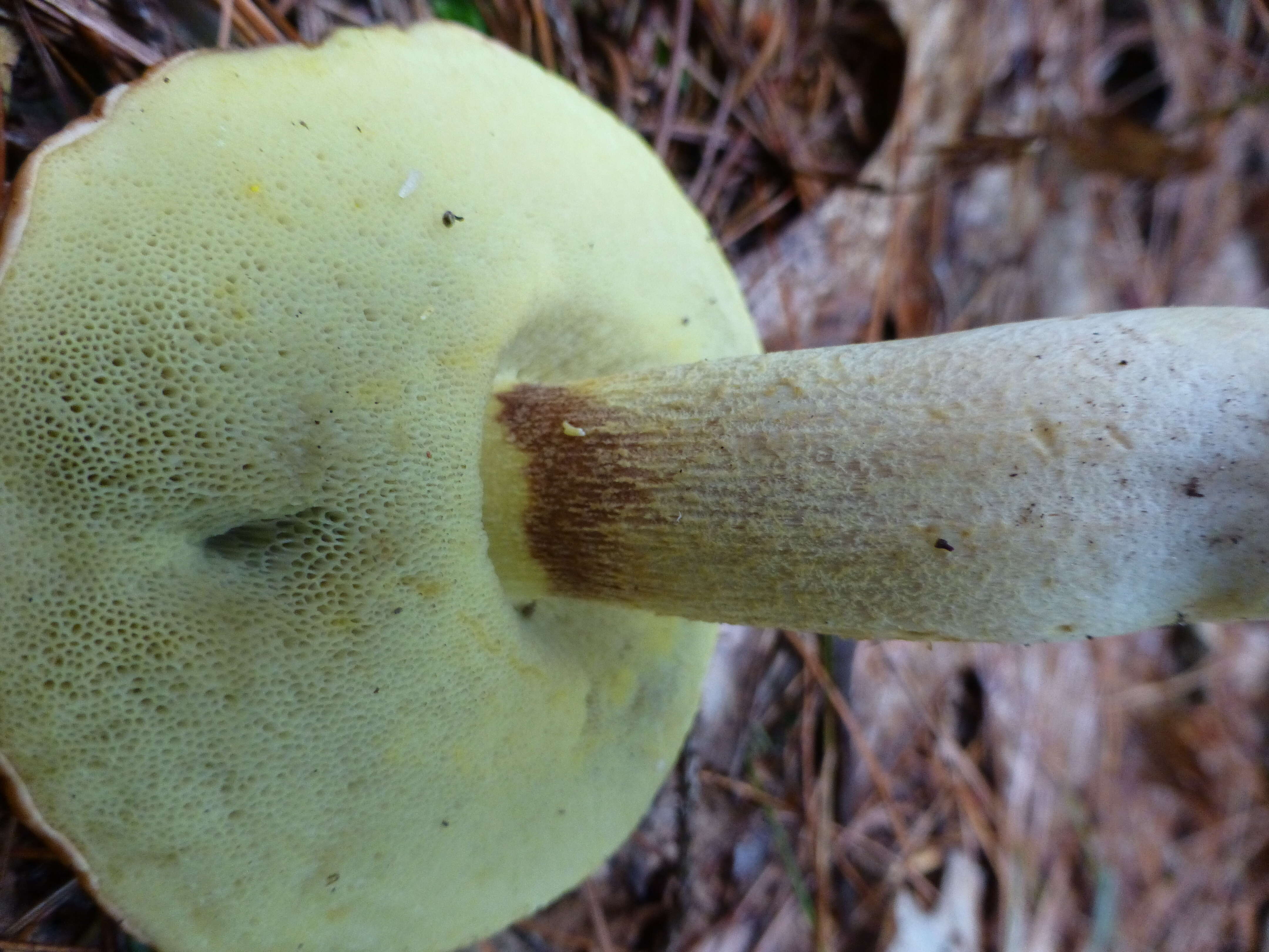 Image of Hemileccinum hortonii