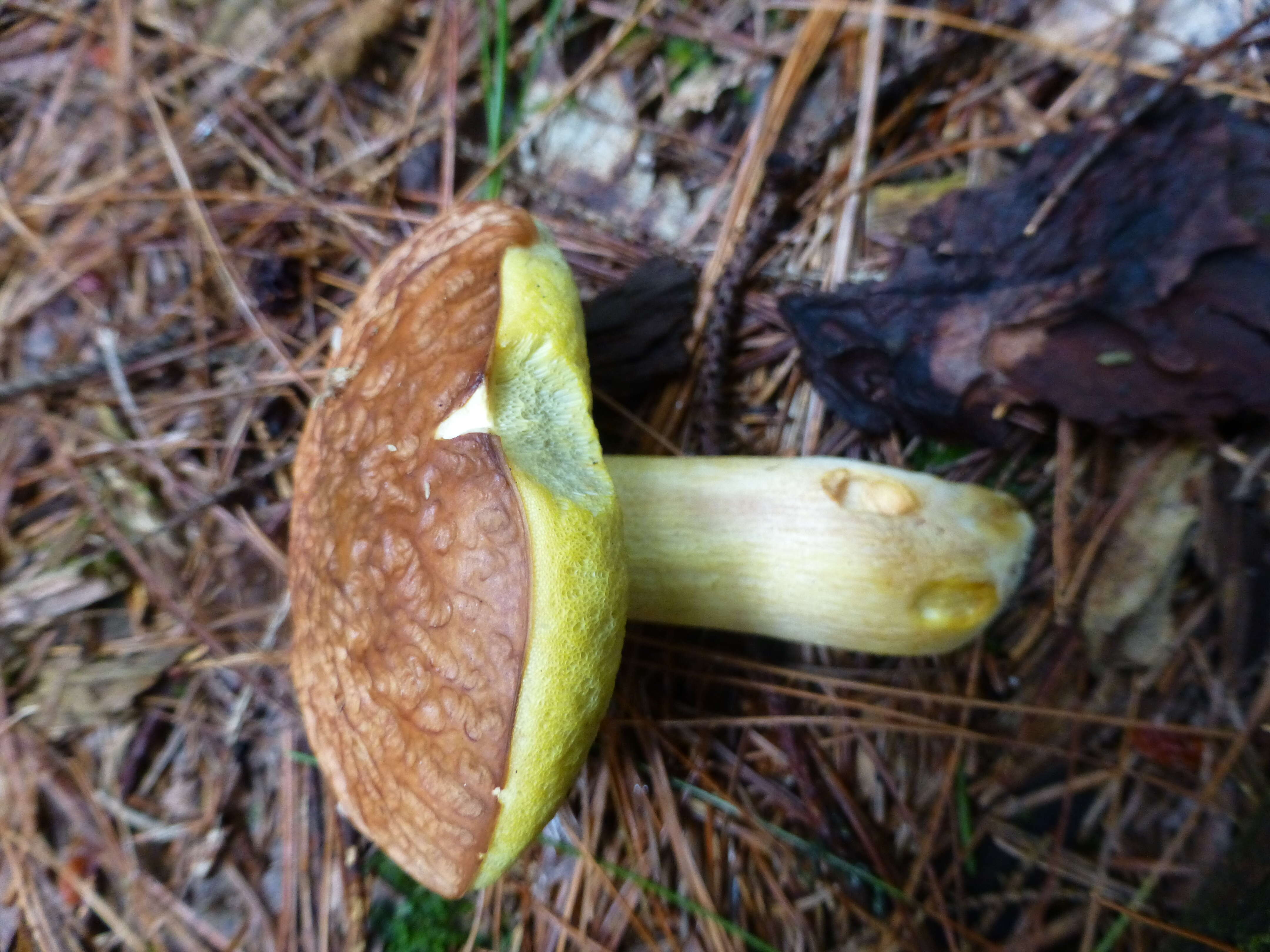 Image of Hemileccinum hortonii