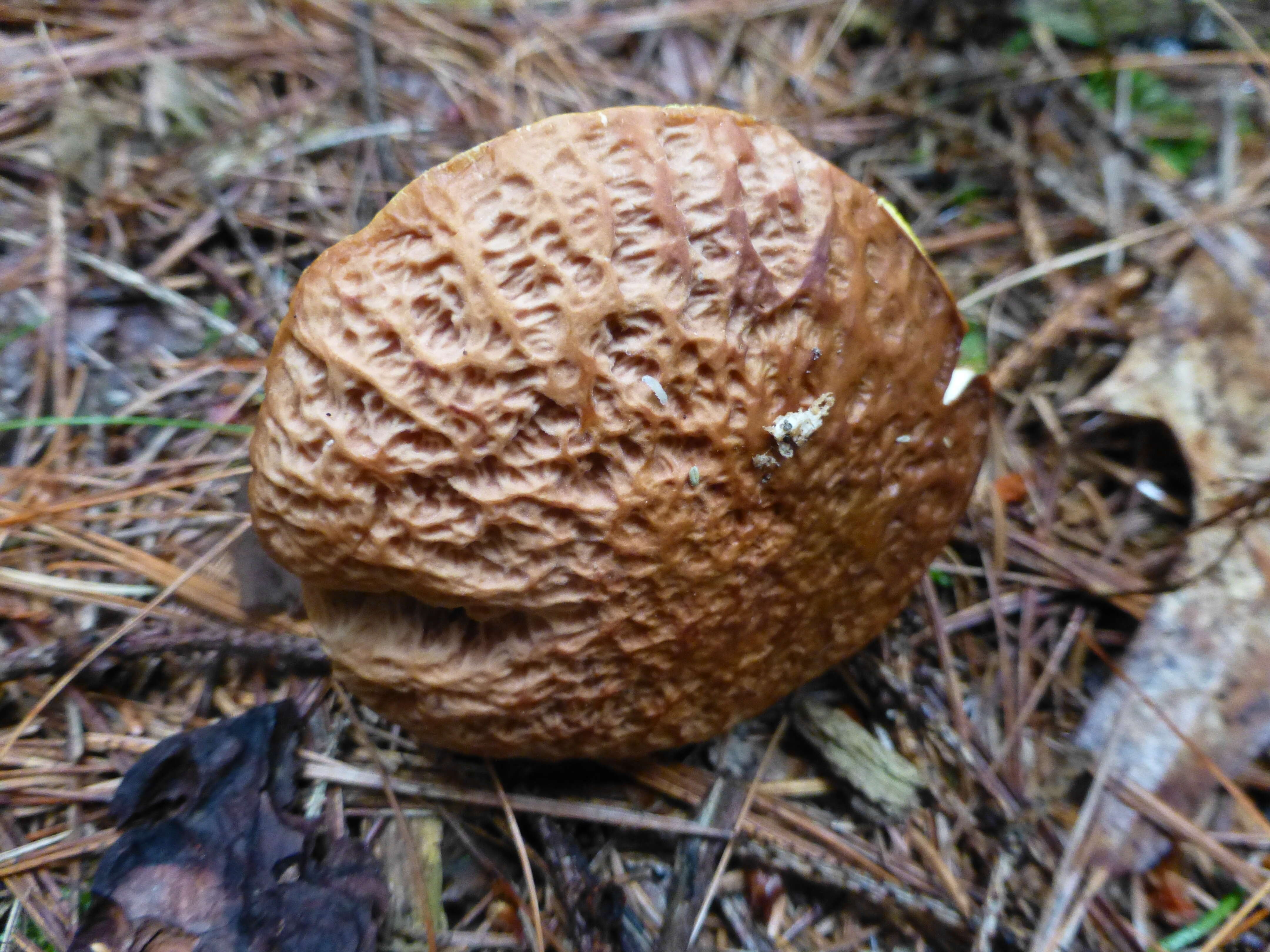 Image of Hemileccinum hortonii
