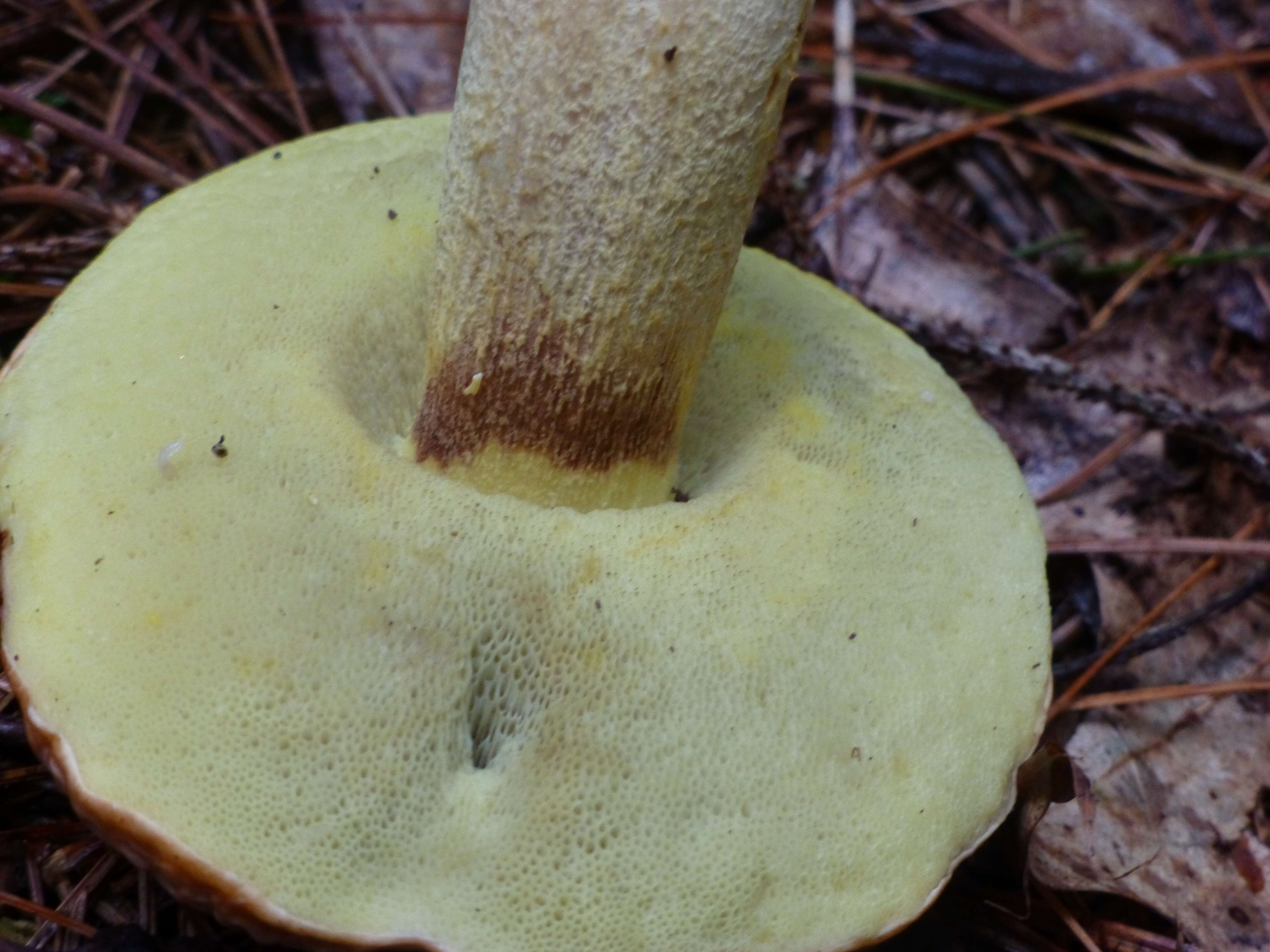 Image of Hemileccinum hortonii