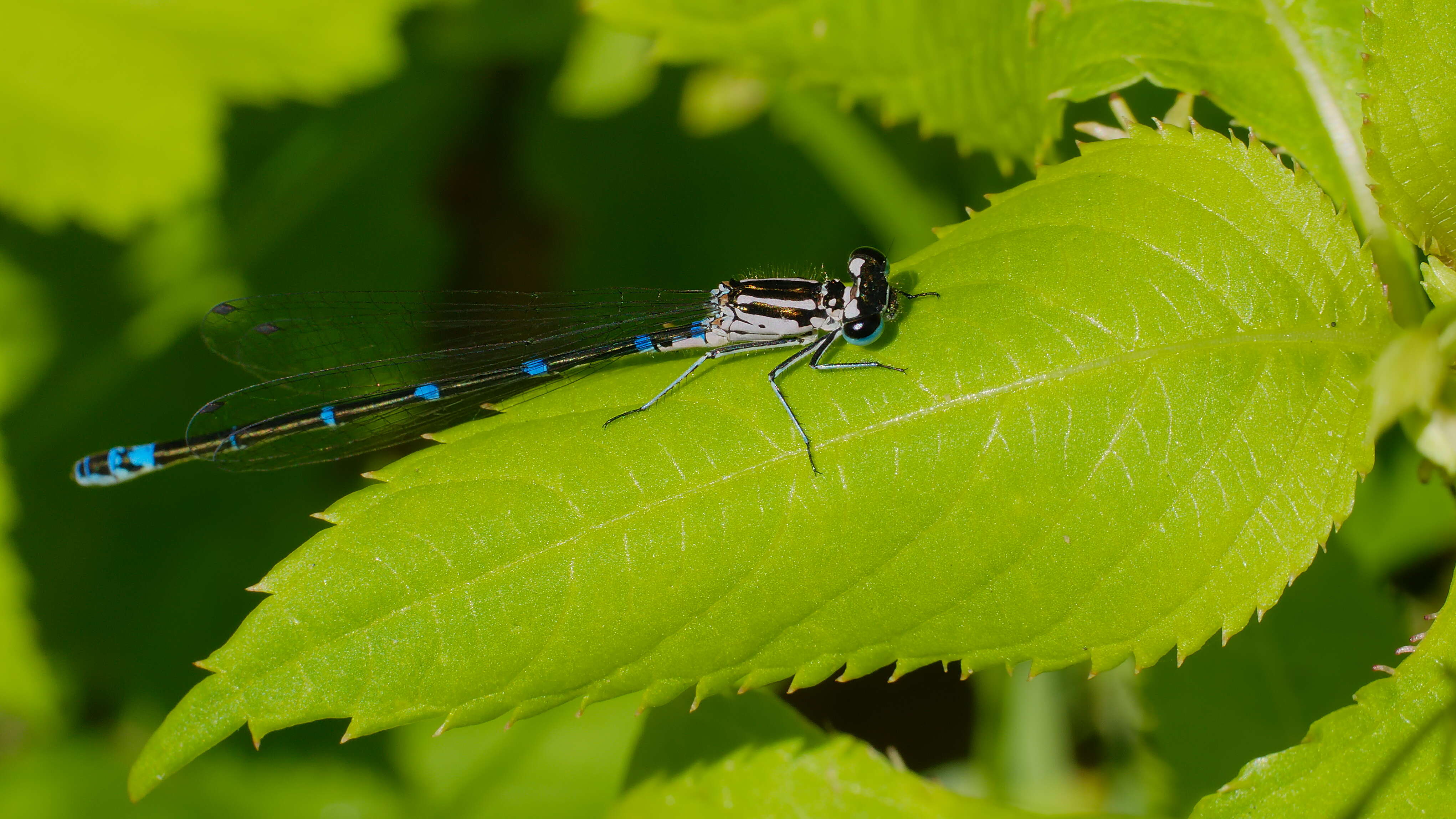 Imagem de Coenagrion pulchellum (Vander Linden 1825)