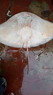 Image of Longtail Butterfly Ray