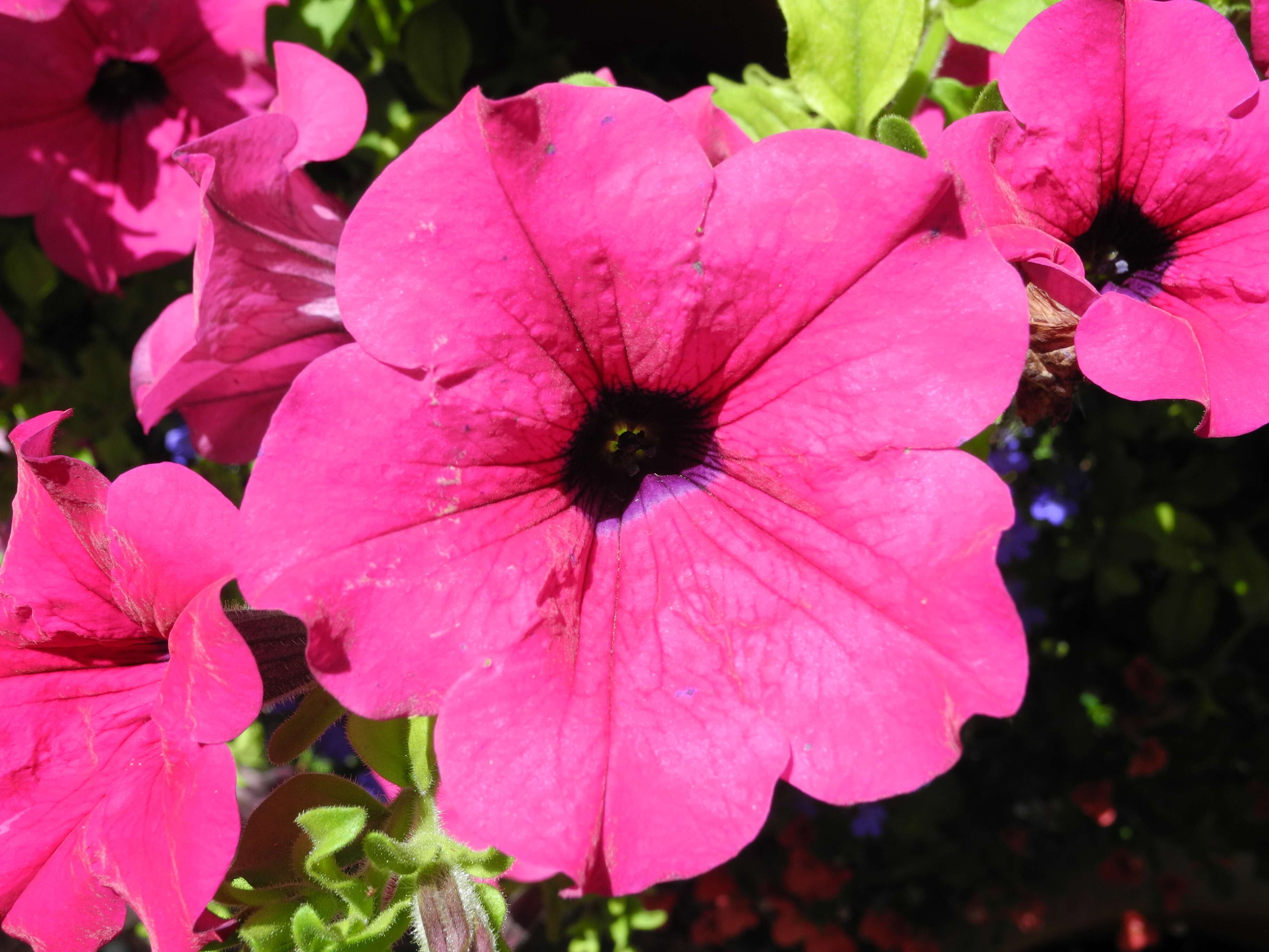 Image of petunia