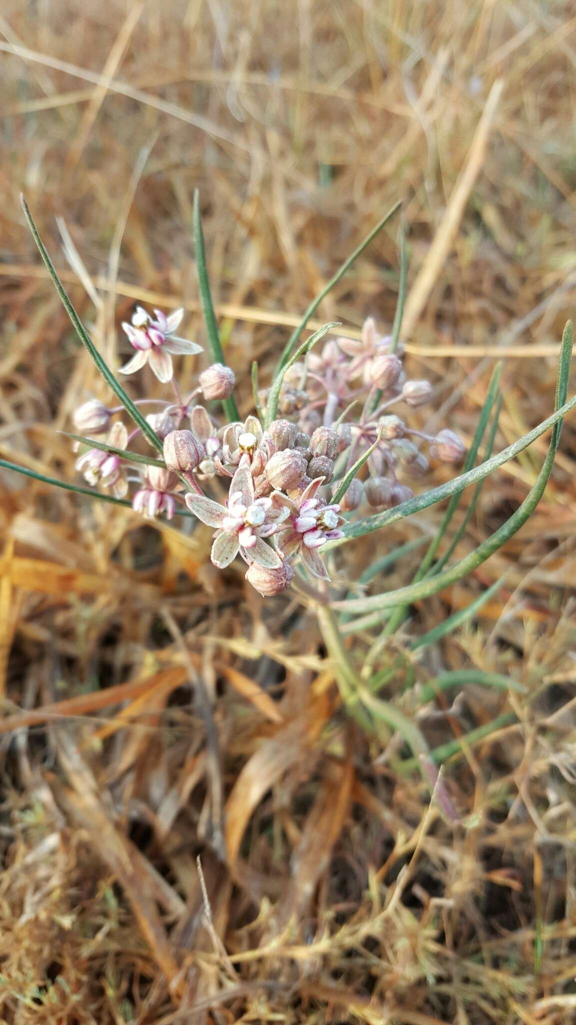 Image of Asclepias fournieri R. E. Woodson