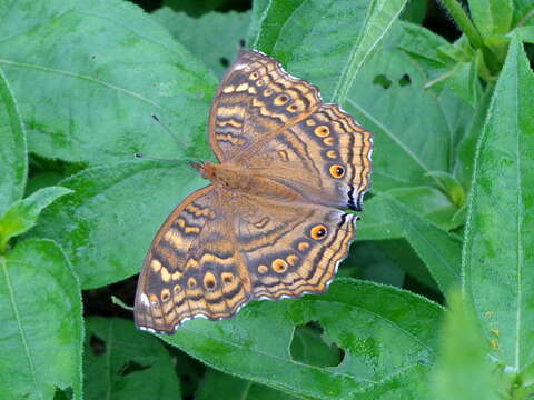 Image of Junonia chorimene Guérin-Meneville 1844