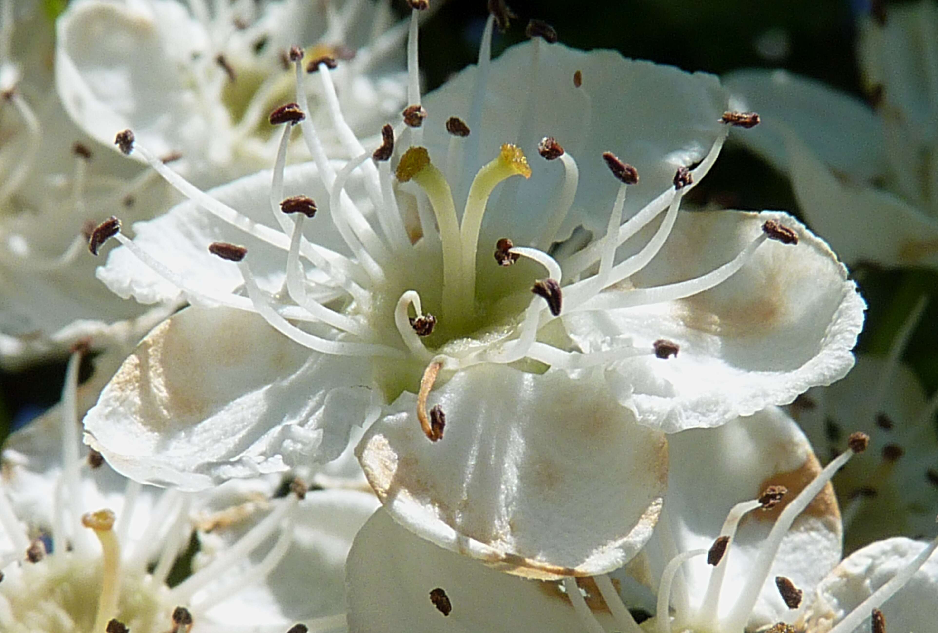 صورة Crataegus media Bechst.