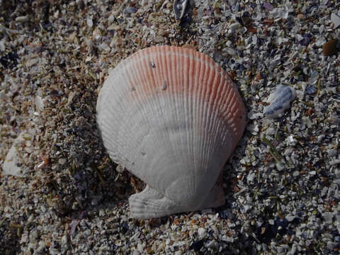 Image of Iceland scallop