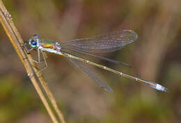 Image of Small Emerald Spreadwing