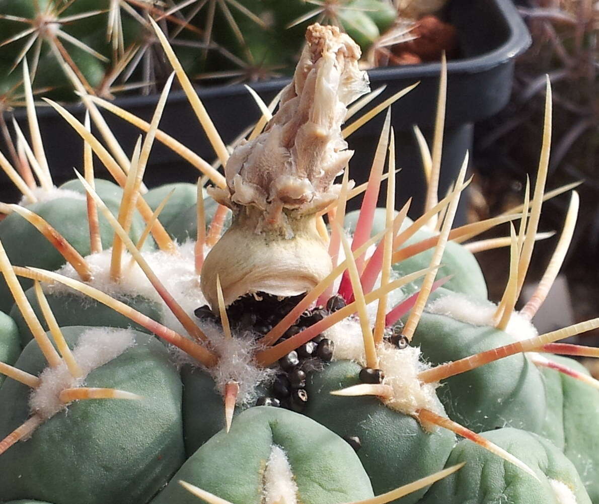 Image of Thelocactus hexaedrophorus (Lem.) Britton & Rose