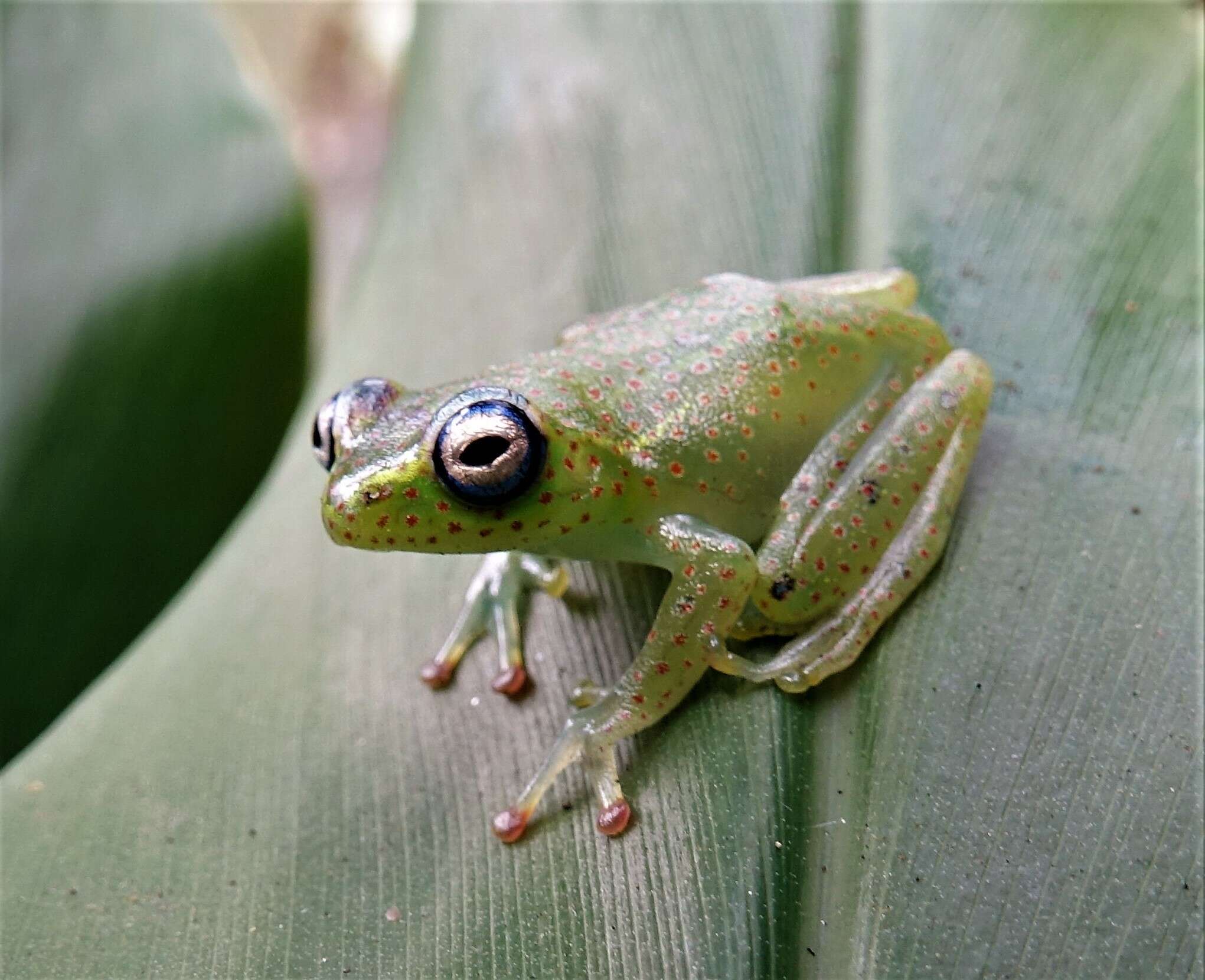 Image of Forest Bright-eyed Frog