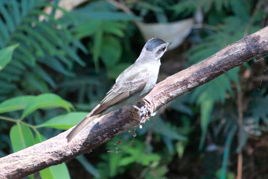 Image of Empidonomus aurantioatrocristatus (Orbigny & Lafresnaye 1837)