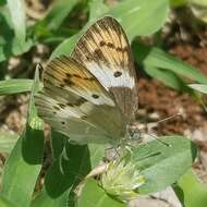 Image of <i>Colotis annae</i>