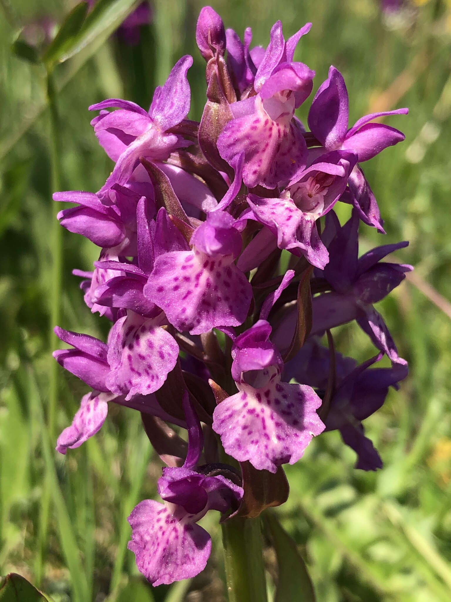 Image de Dactylorhiza ruppertii (M. Schulze) Borsos & Soó