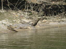 Image of Estuarine Crocodile