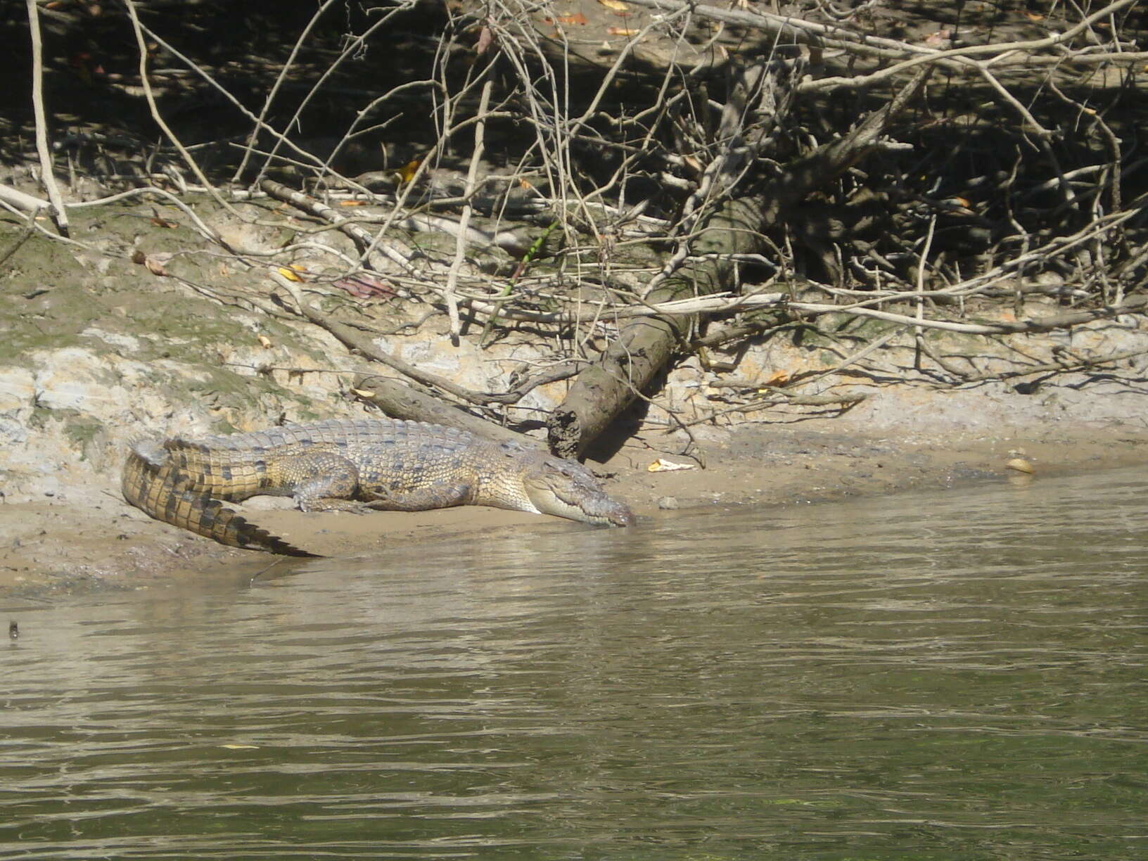 Image of Estuarine Crocodile