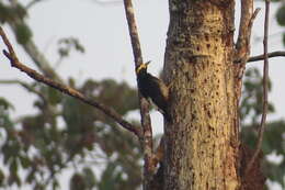 Image of Tellow-tufted Woodpecker