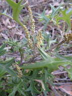 Image of Grevillea ramosissima Meissn.