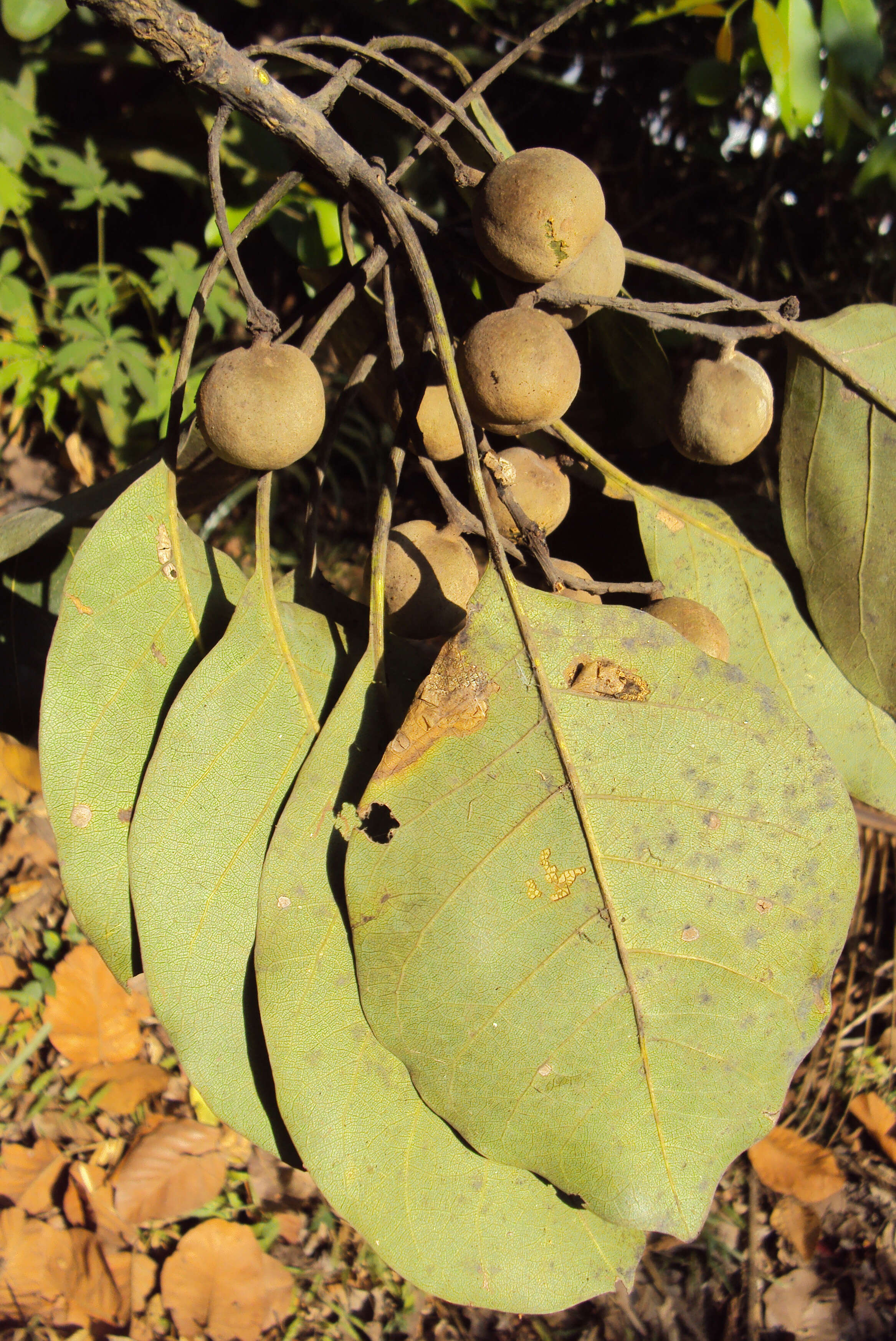 Image de Terminalia bellirica (Gaertn.) Roxb.