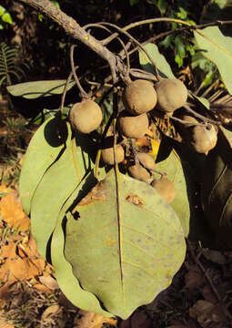 Image de Terminalia bellirica (Gaertn.) Roxb.