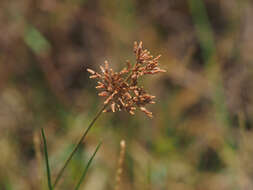 Plancia ëd Fimbristylis cymosa var. spathacea (Roth) T. Koyama