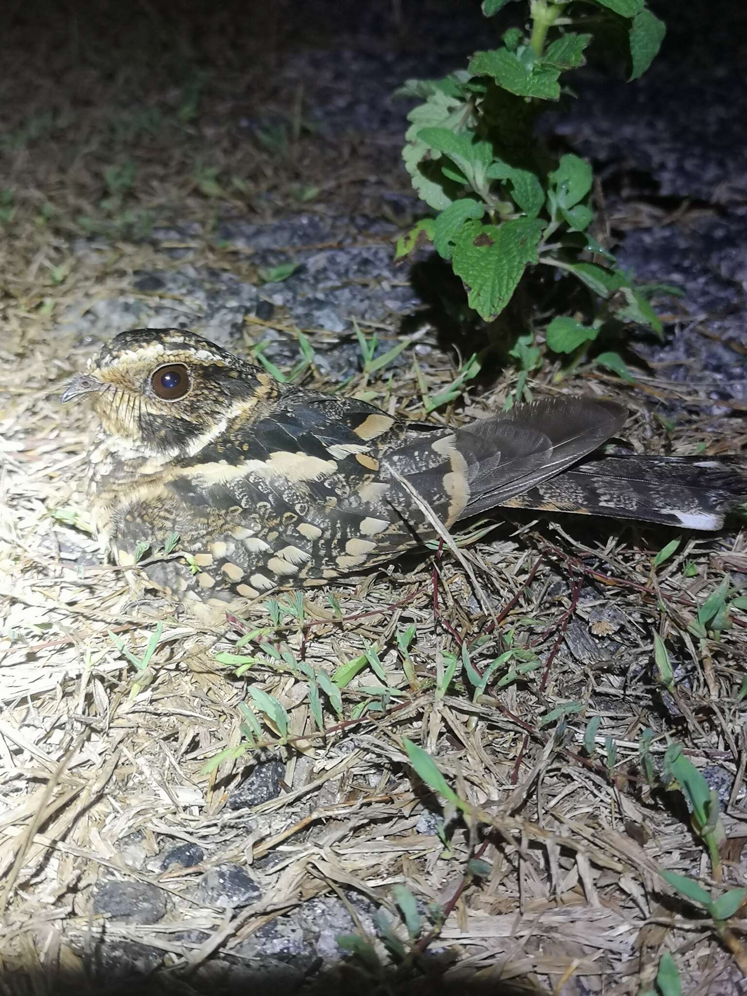 Image of Spot-tailed Nightjar