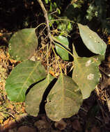 Image de Terminalia bellirica (Gaertn.) Roxb.