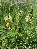 Image of chickpea milkvetch