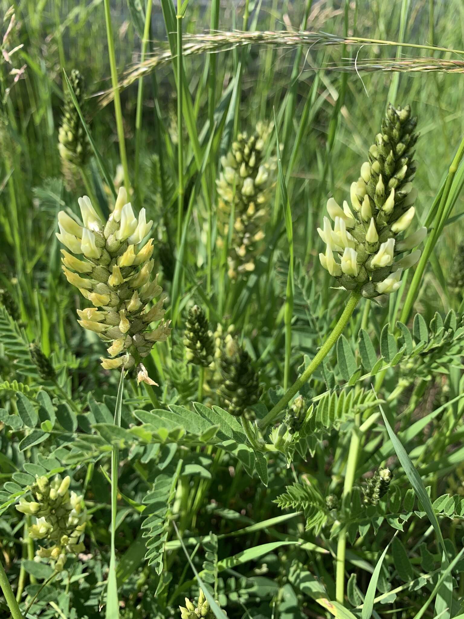 Image of chickpea milkvetch