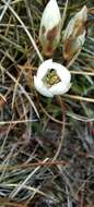 Image de Gentianella muelleriana subsp. alpestris (L. G. Adams) Glenny