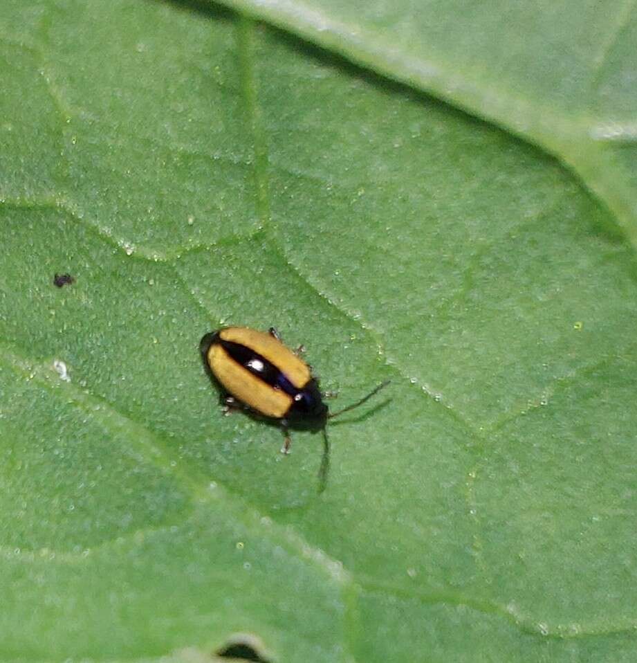 Image of Horseradish Flea Beetle