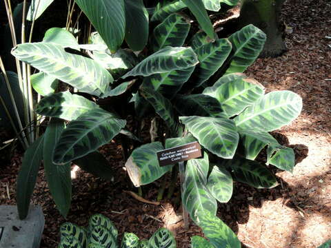 Image of Calathea warscewiczii