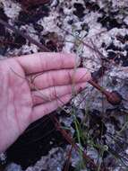 Image of Lesser Florida Spurge