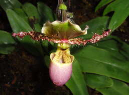 Слика од Paphiopedilum glaucophyllum J. J. Sm.