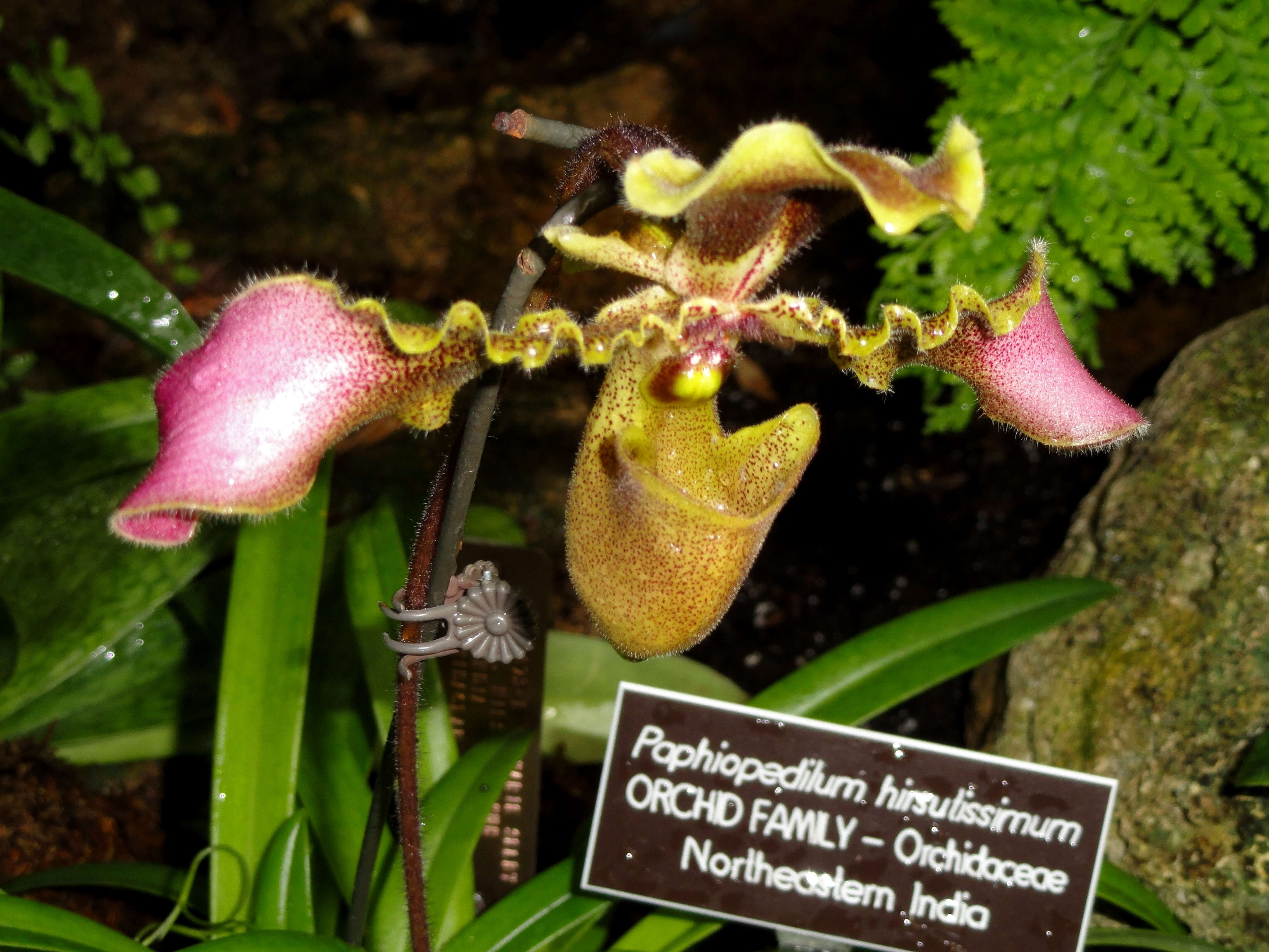 Image de Paphiopedilum hirsutissimum (Lindl. ex Hook.) Stein