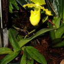 Image of Primrose Yellow Paphiopedilum