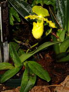 Image of Primrose Yellow Paphiopedilum