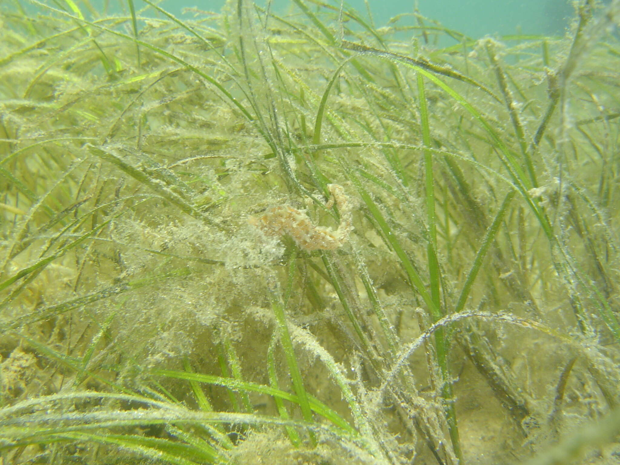 Image of Knobby Seahorse