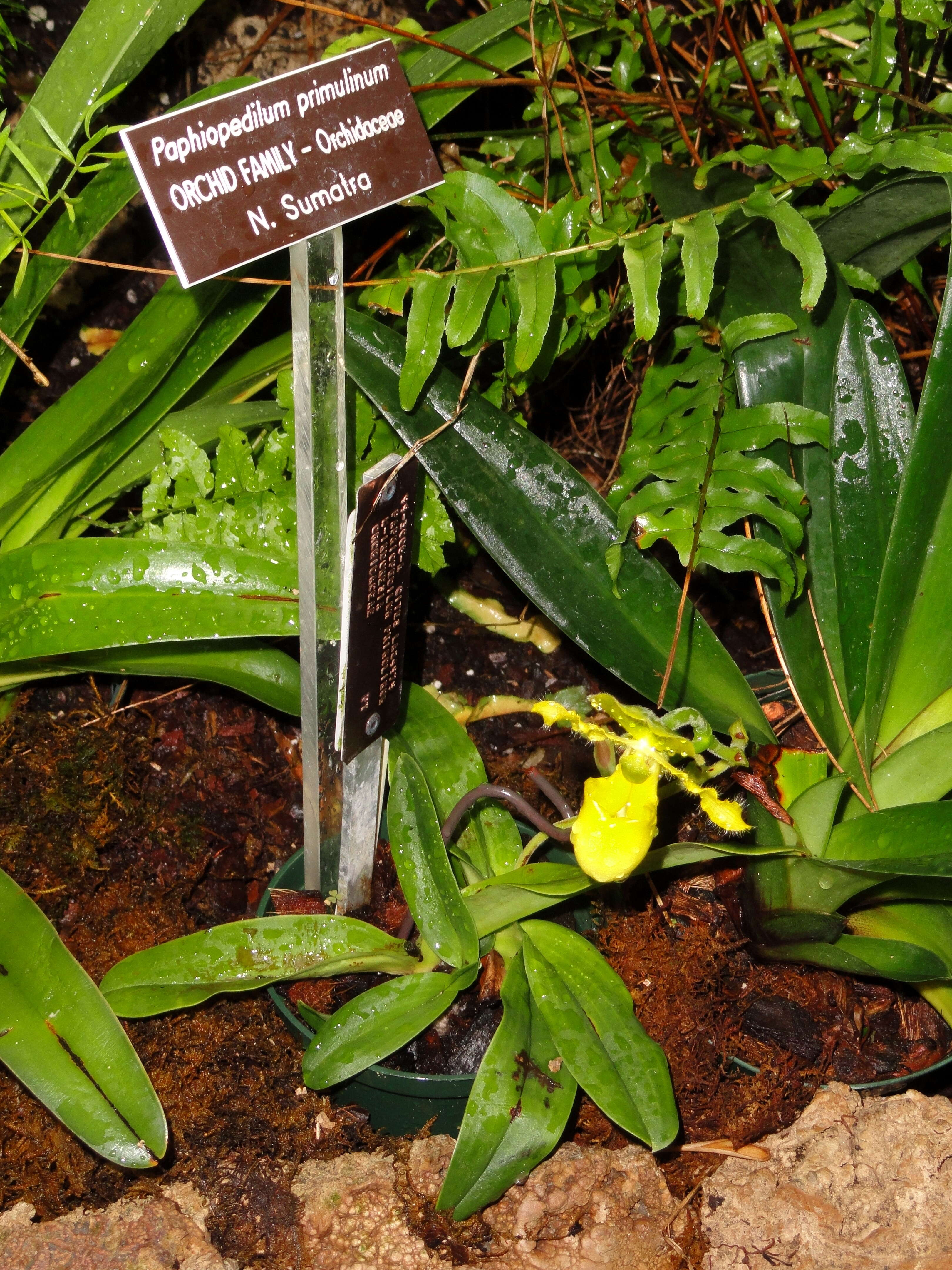 Image of Primrose Yellow Paphiopedilum