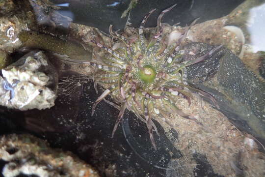 Image of gem anemone