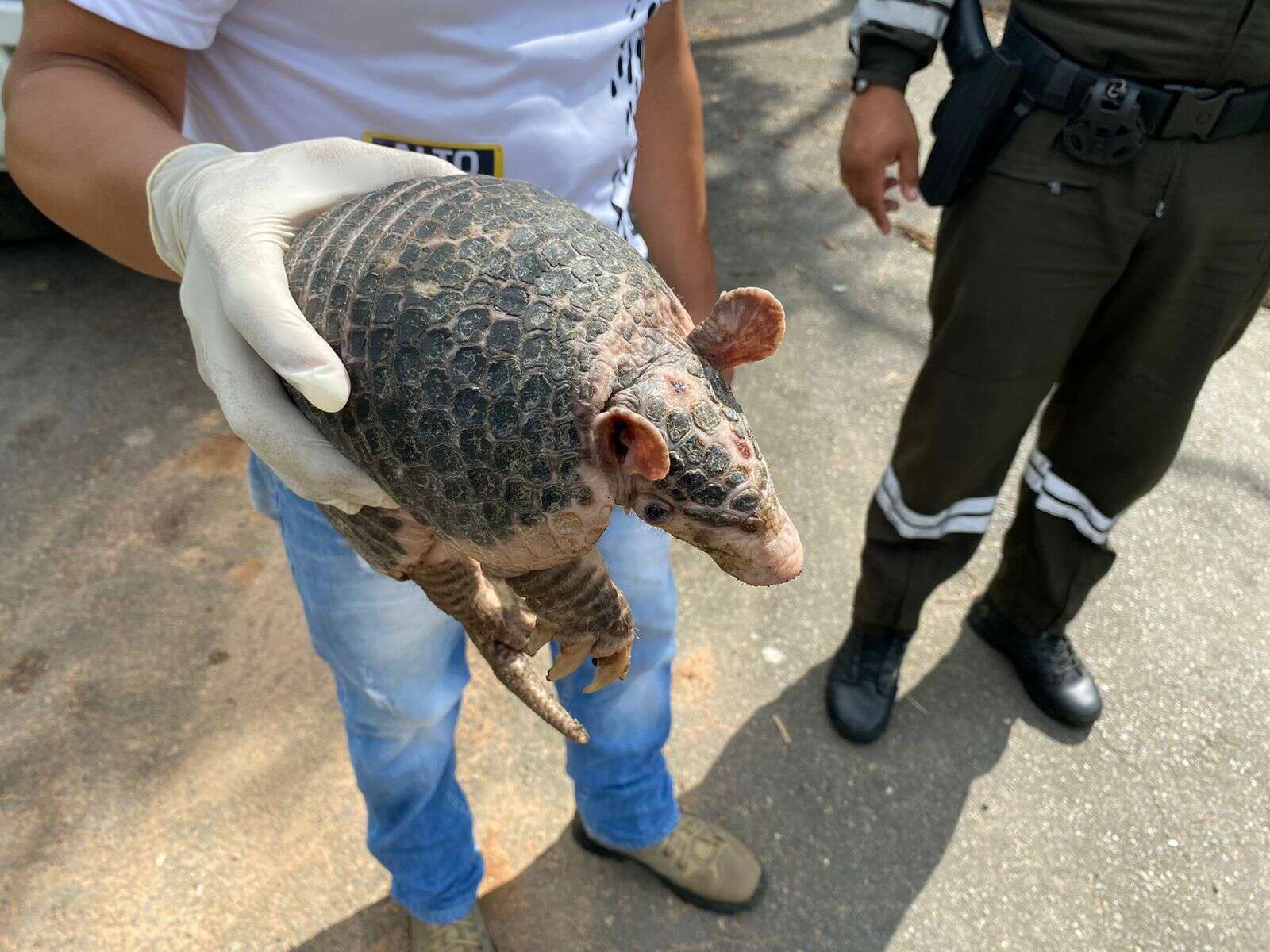 Image of naked-tailed armadillos