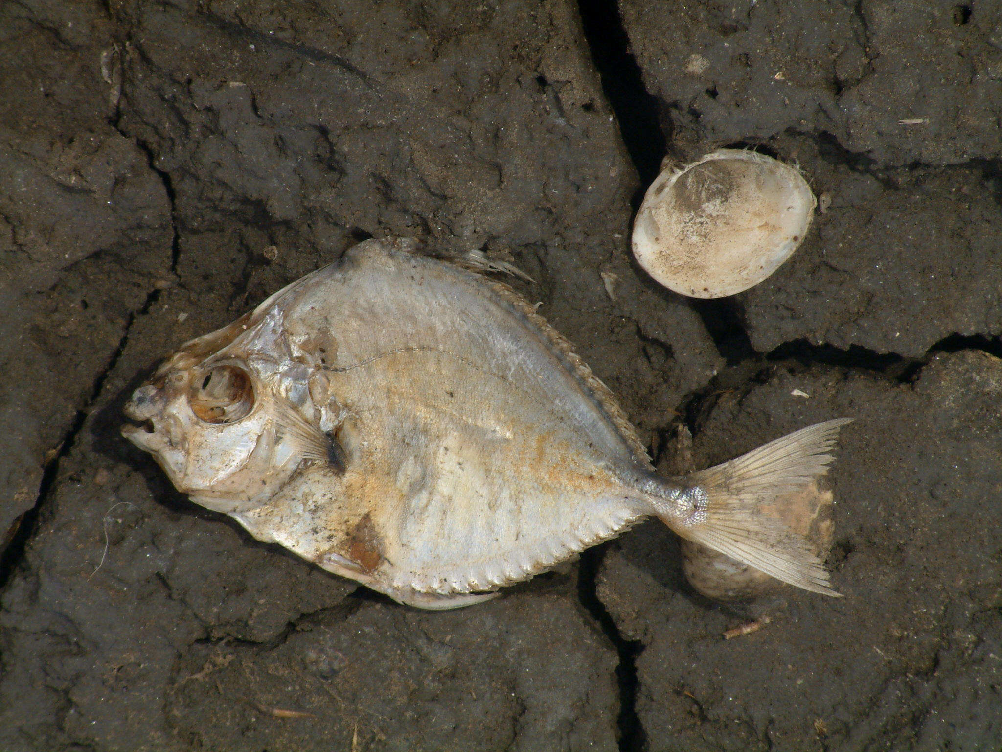 Image of Common Ponyfish